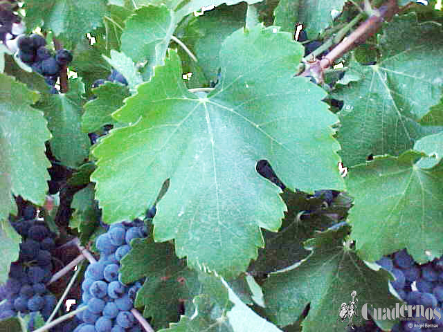 Cuadernos Manchegos Syrah