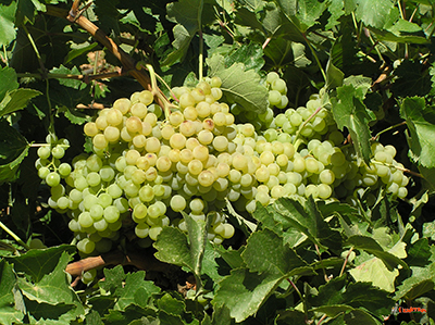 Viticultura en Castilla La Mancha