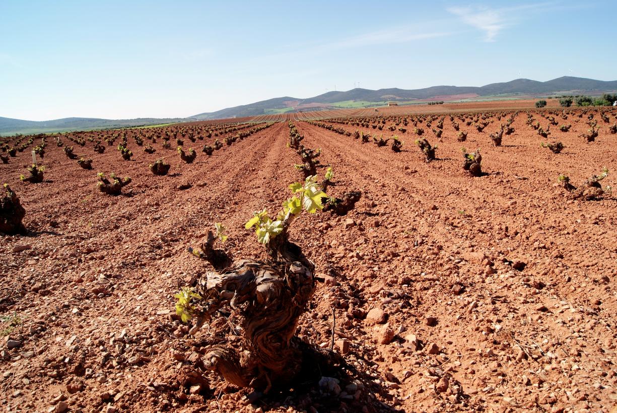  Los viticultores de Castilla -La Mancha han recibido ya 8,5 millones de euros por reestructuración del viñedo en esta campaña