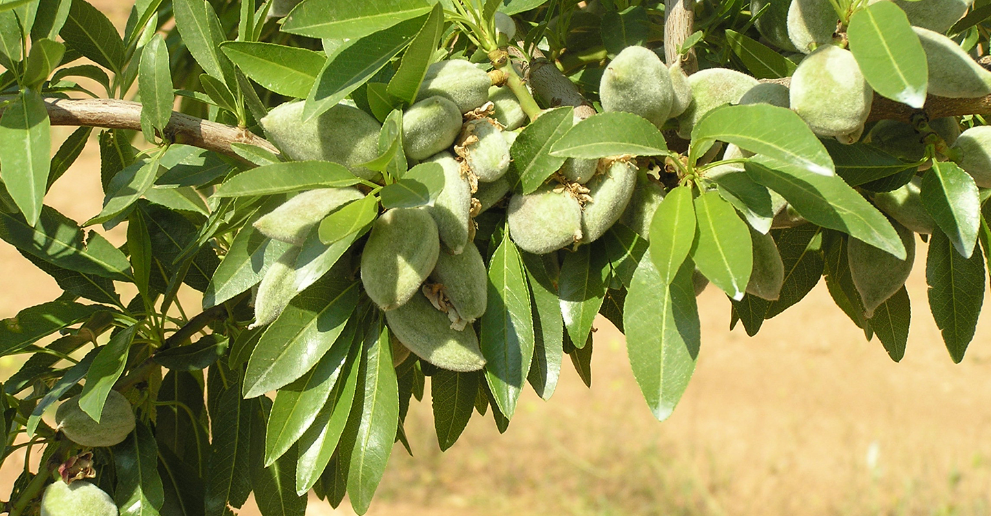 El futuro del almendro en Castilla- La Mancha