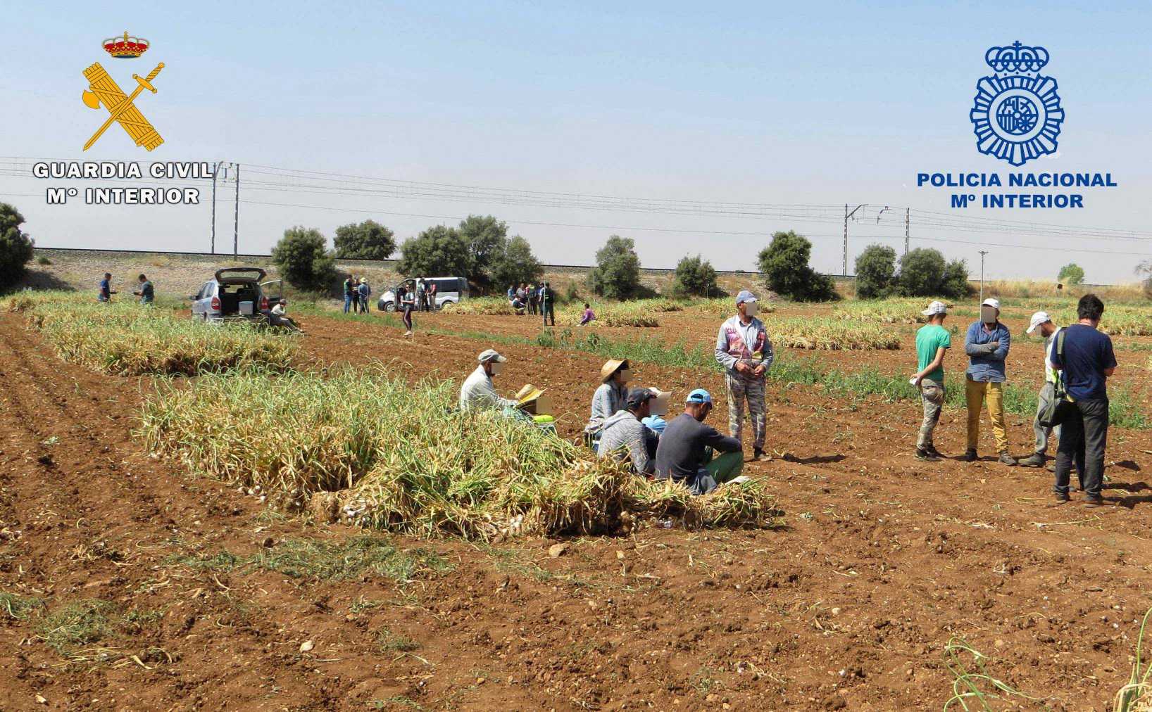 La Guardia Civil, Policía Nacional e Inspección de Trabajo realizan de forma conjunta 12 inspecciones en el campo durante la campaña de recolección del ajo