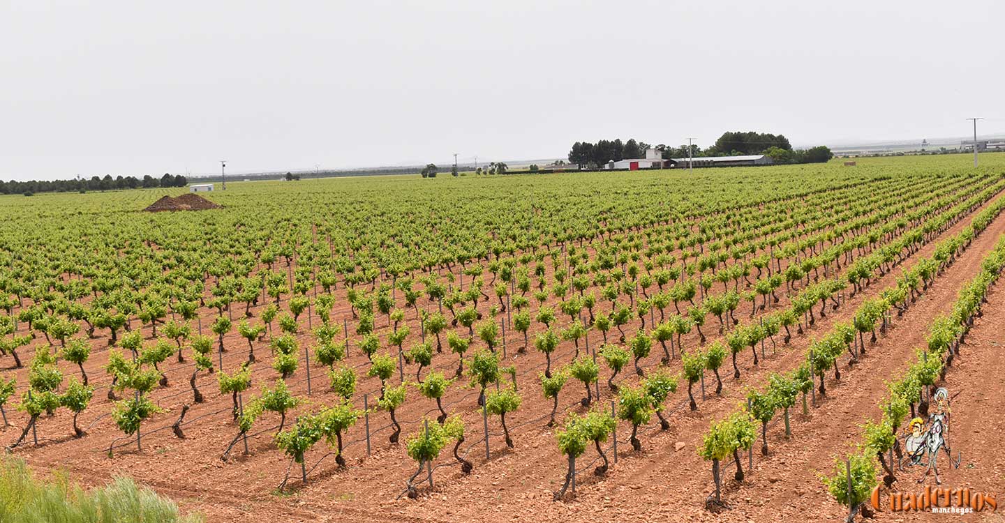 El Gobierno de Castilla-La Mancha, en colaboración con las entidades financieras, pondrá a disposición de las explotaciones agrarias 120 millones de euros 