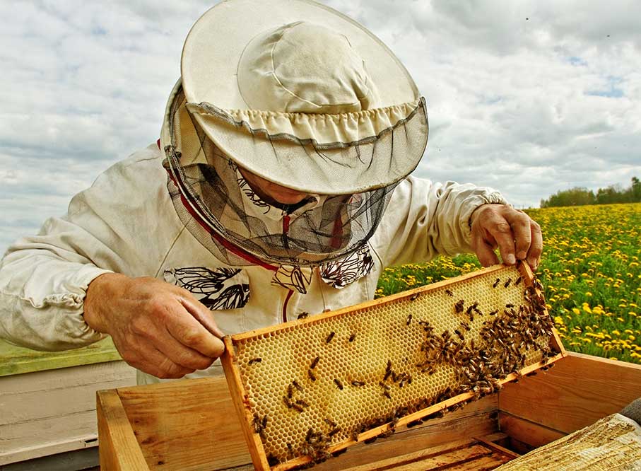 En la segunda quincena de octubre se abonarán 800.000 euros de ayudas del Plan Nacional Apícola a un total de 155 apicultores