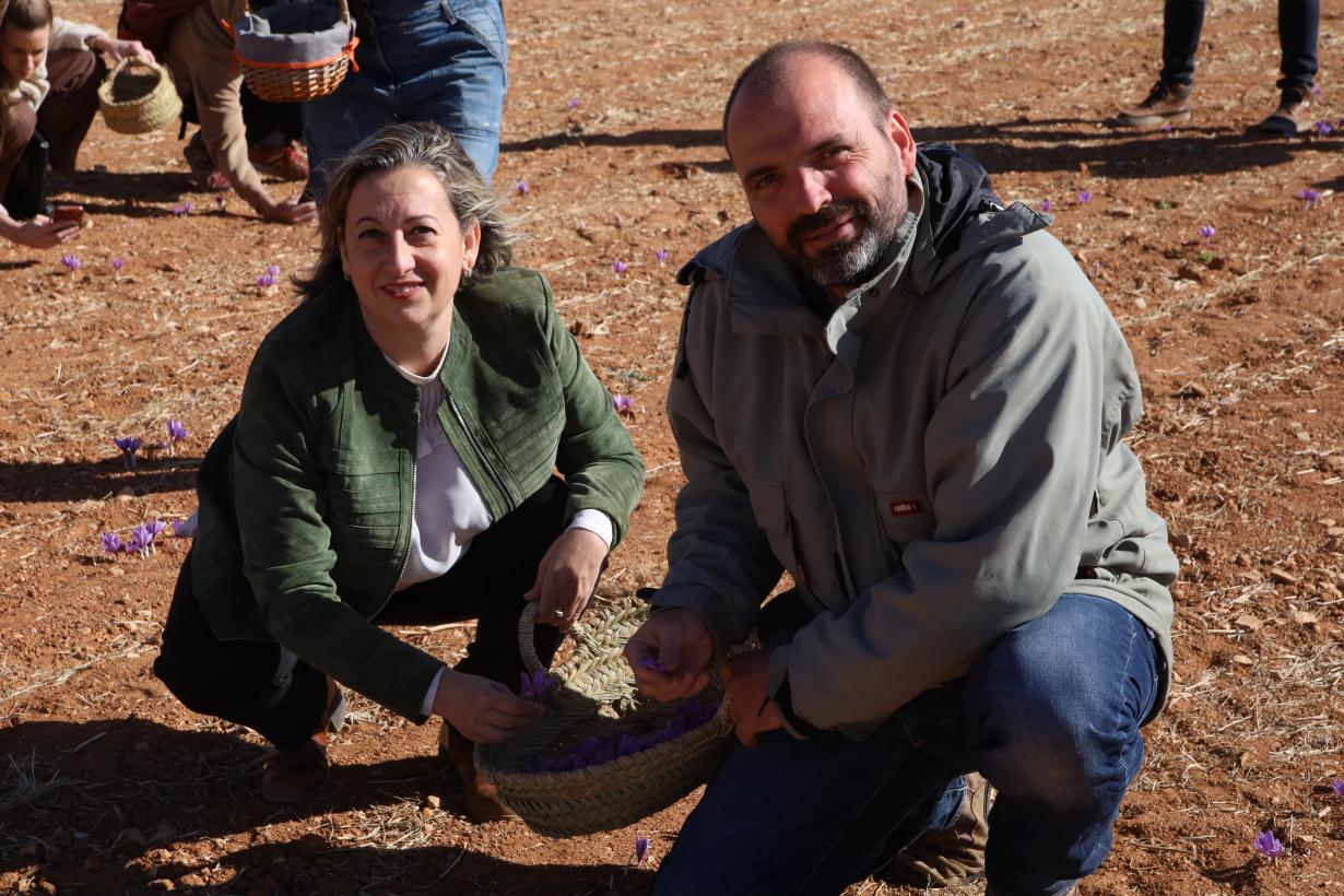 Castilla-La Mancha pone en valor el cultivo del azafrán, promocionando este producto excelente y su cultura