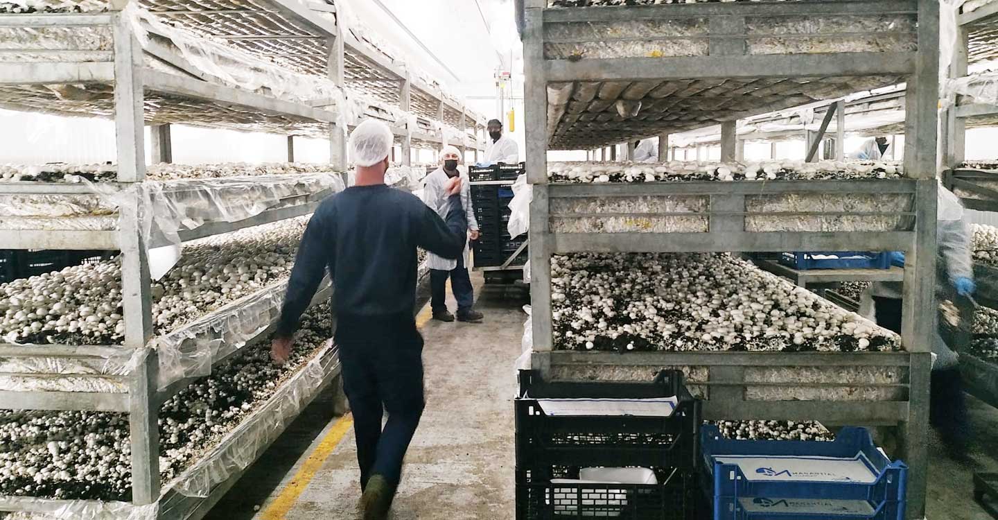 La Sociedad Cooperativa Champinter colabora con un proyecto social de producción de champiñón