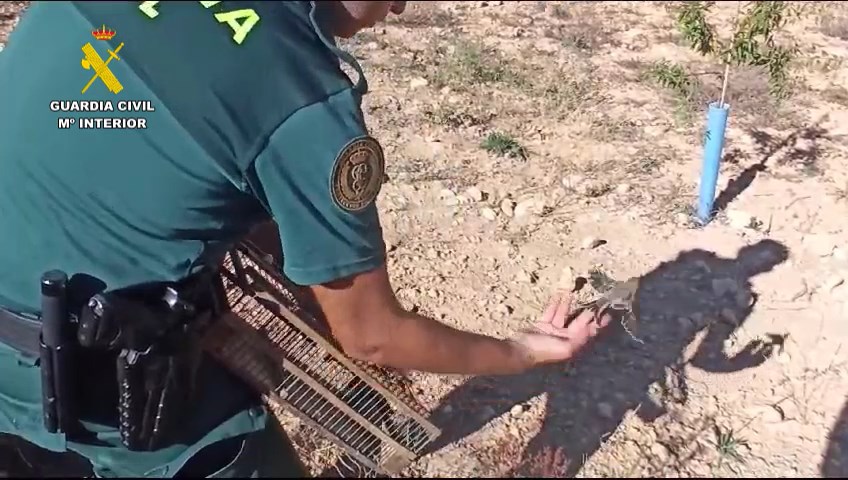 La Guardia Civil investiga a una persona por capturar pájaros silvestres con métodos prohibidos