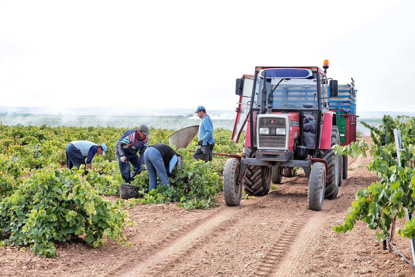 La escasez de lluvias pone en alerta a las cooperativas vitivinícolas de Castilla-La Mancha