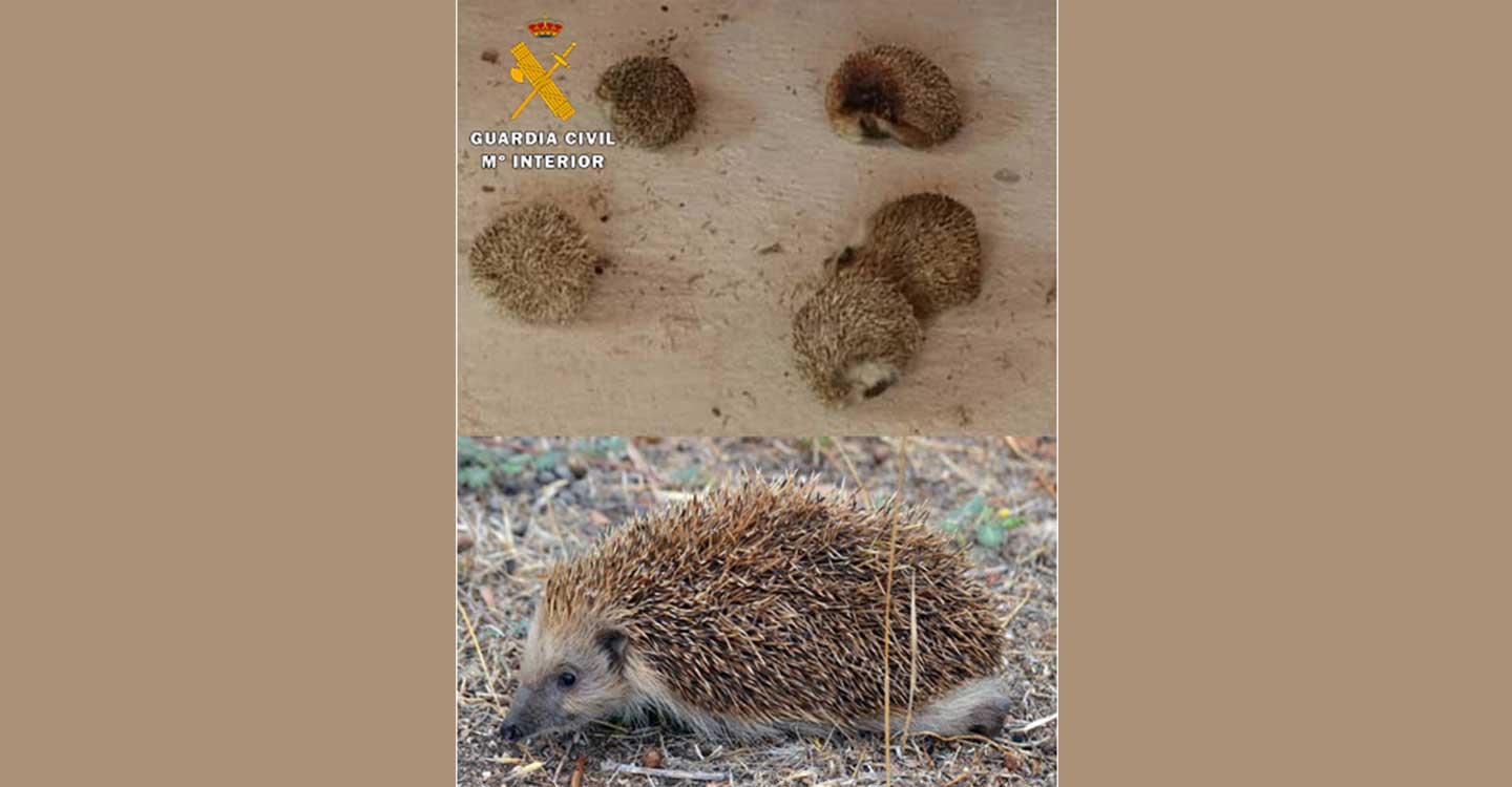 La Guardia Civil de Albacete investiga a siete personas por la captura y muerte de especies protegidas de fauna silvestre