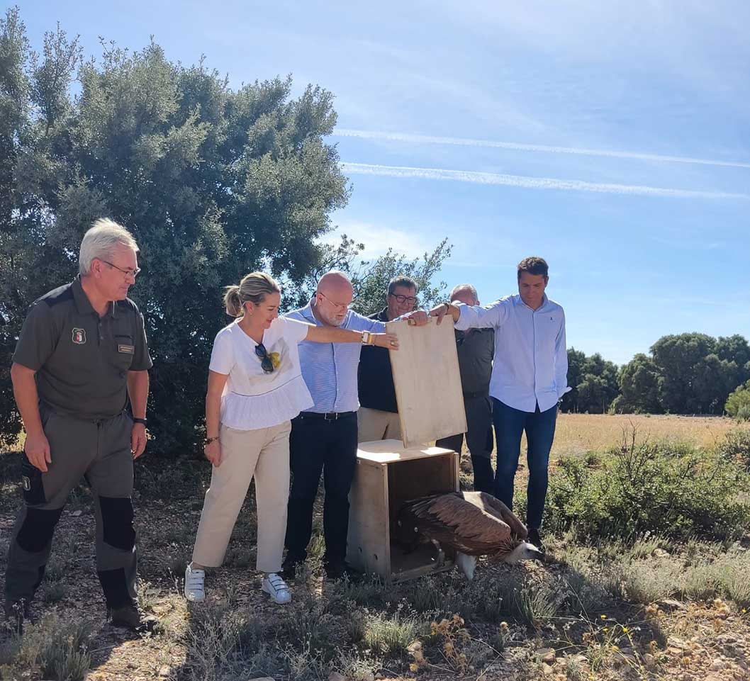 El Gobierno de Castilla-La Mancha reincorpora al medio natural a un buitre leonado recuperado en el centro de la ciudad Albacete