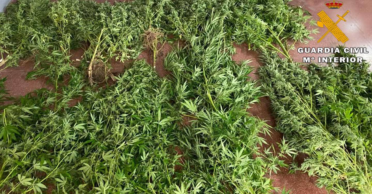 La Guardia Civil de Hellín detiene a una persona por cultivar plantas de marihuana en una parcela anexa a su domicilio en Socovos