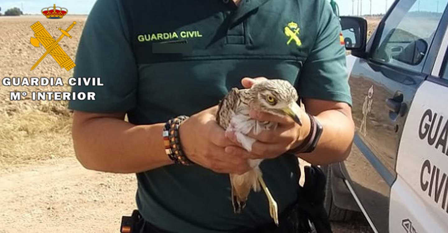 La Guardia Civil de Jorquera y Alcalá de Júcar recuperan un ejemplar de Búho Real y un Chorlito en los términos municipales de Jorquera y Chinchilla de Montearagón