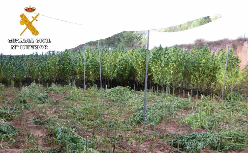 La Guardia Civil desmantela una plantación compuesta por 380 plantas de cannabis sativa