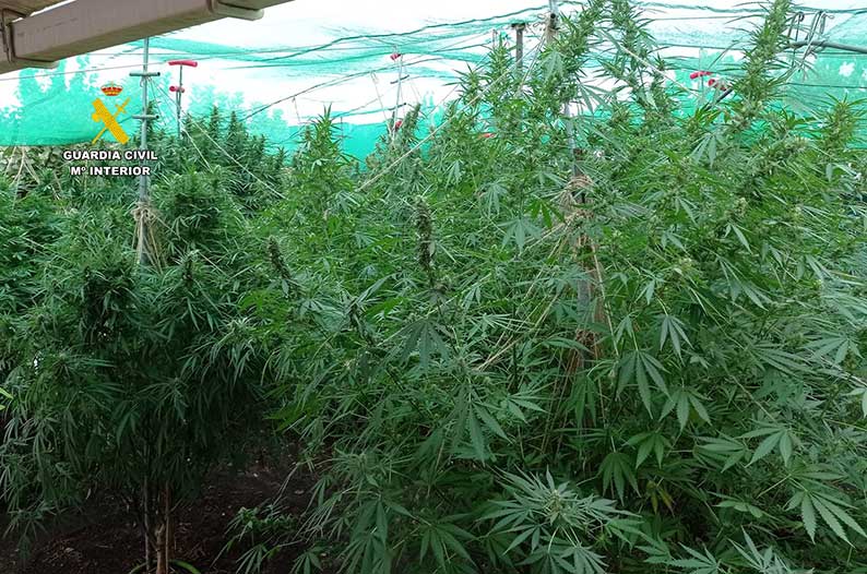 La Guardia Civil de Albacete detiene a dos personas y desmantela un cultivo de cannabis sativa en Tarazona de la Mancha