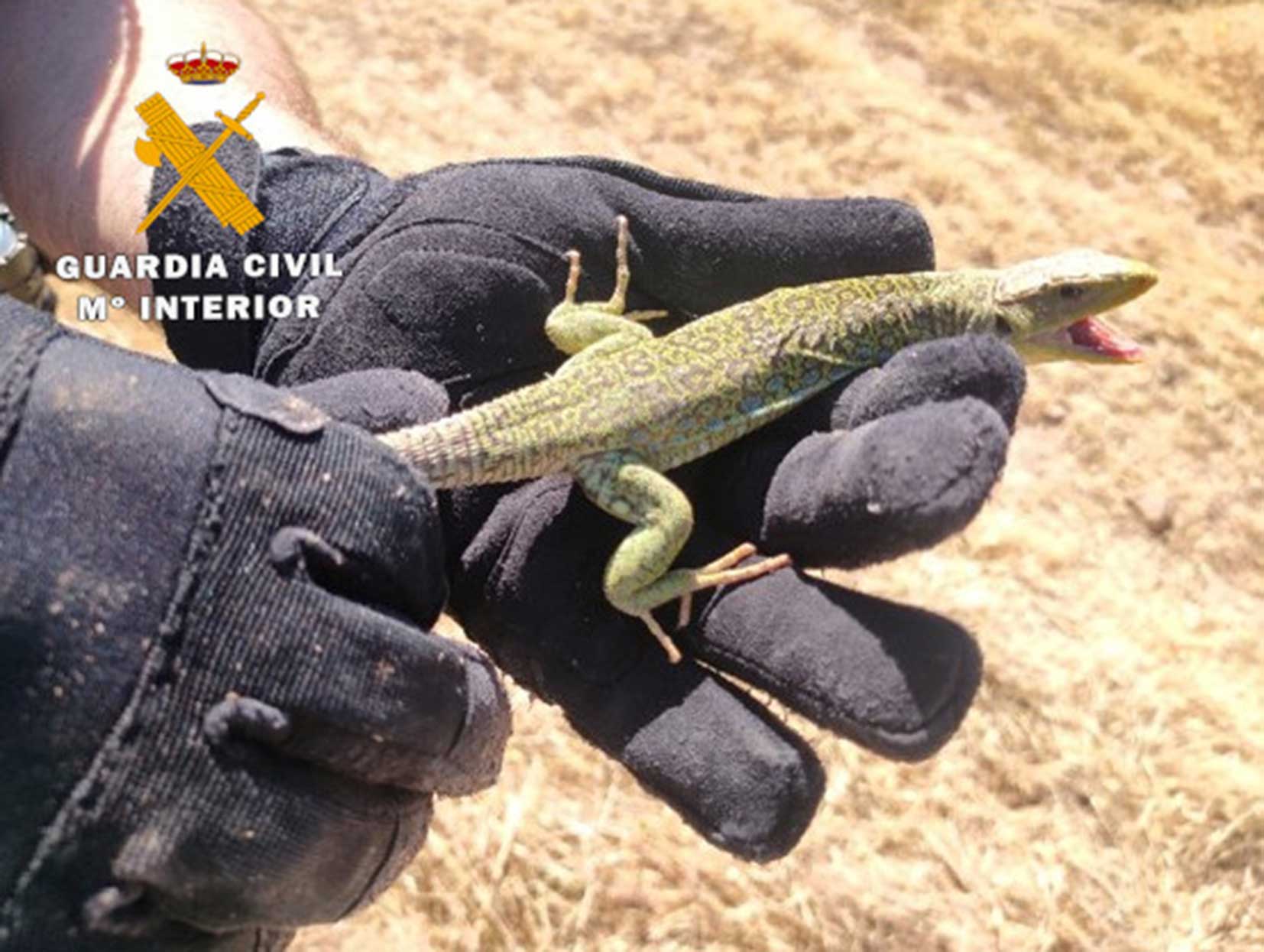 La Guardia Civil de Albacete investiga a una persona cuando transportaba en su vehículo un ejemplar de Lagarto Ocelado