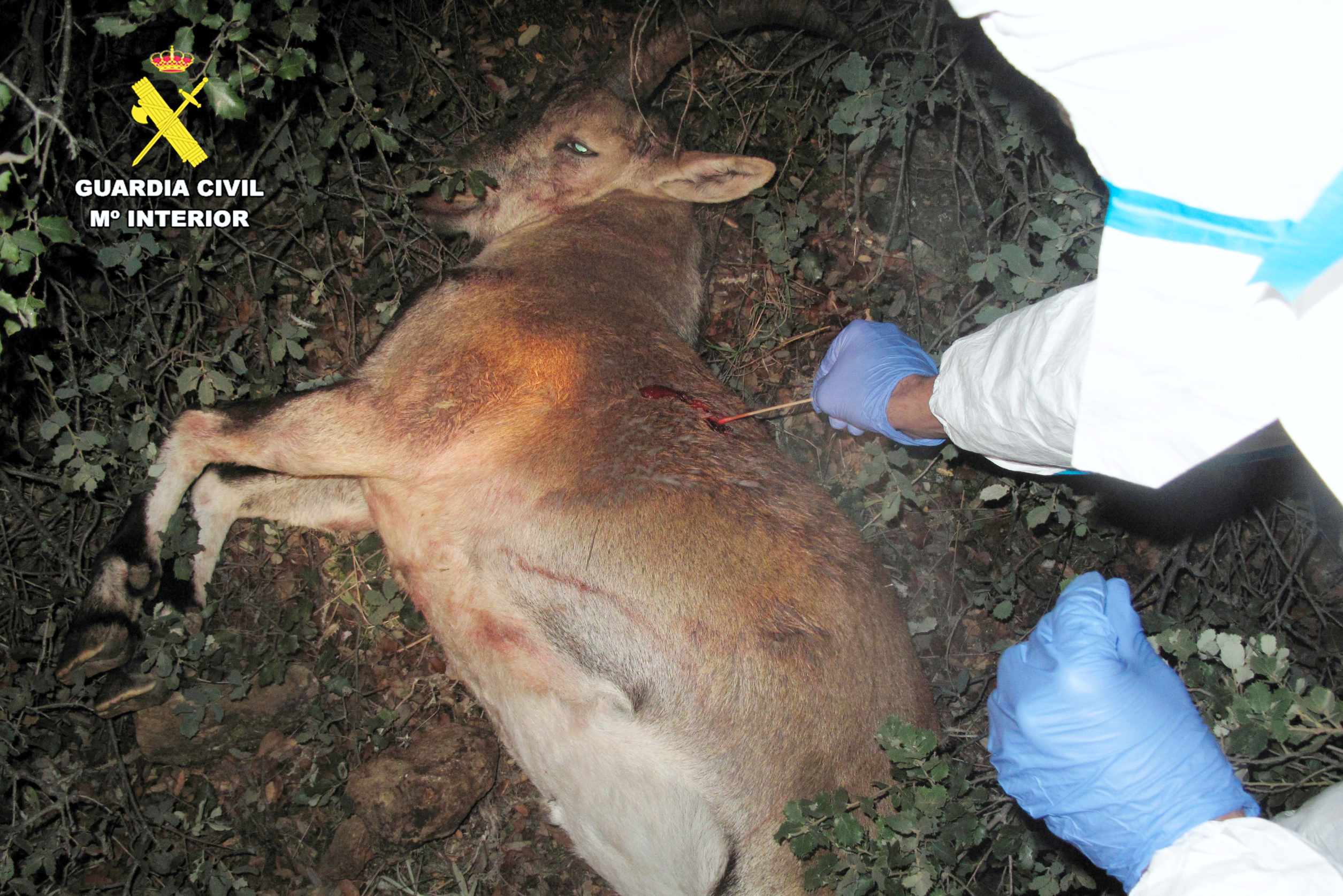Investigado por la caza ilegal de un ejemplar de cabra montés