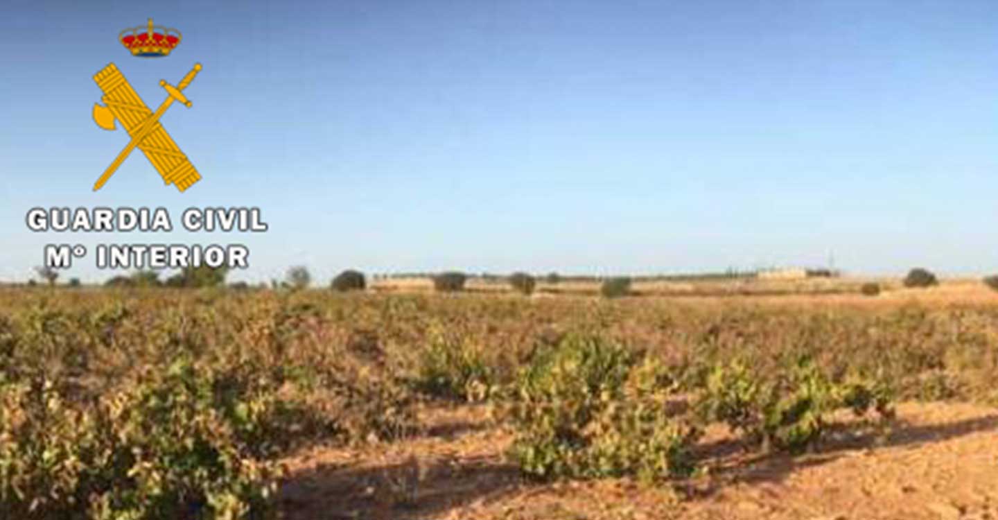 La Guardia Civil recupera 24.000 kilos de uva sustraída en una explotación vitivinícola de Mahora