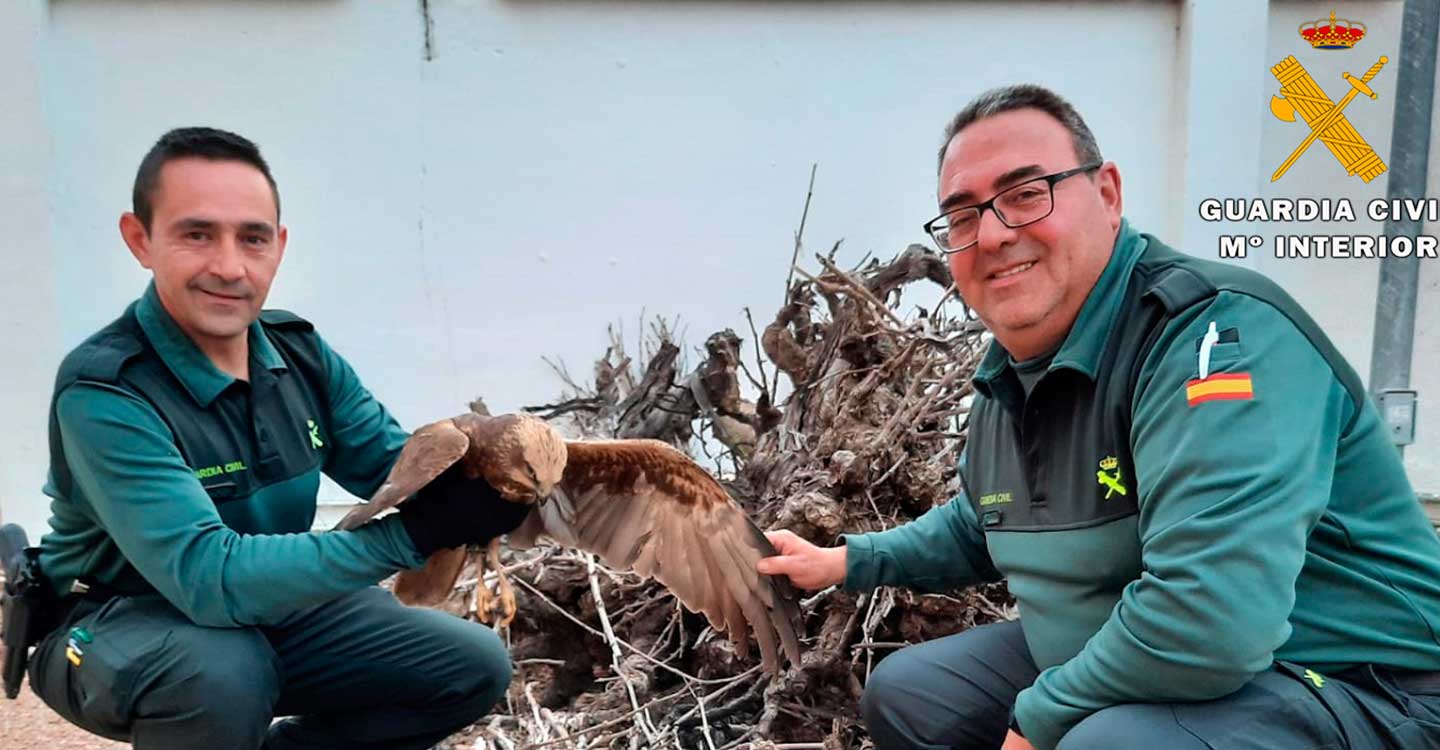 La Guardia Civil recupera un ejemplar herido de Aguilucho Lagunero y otro de Búho Real en el término municipal de Montealegre del Castillo