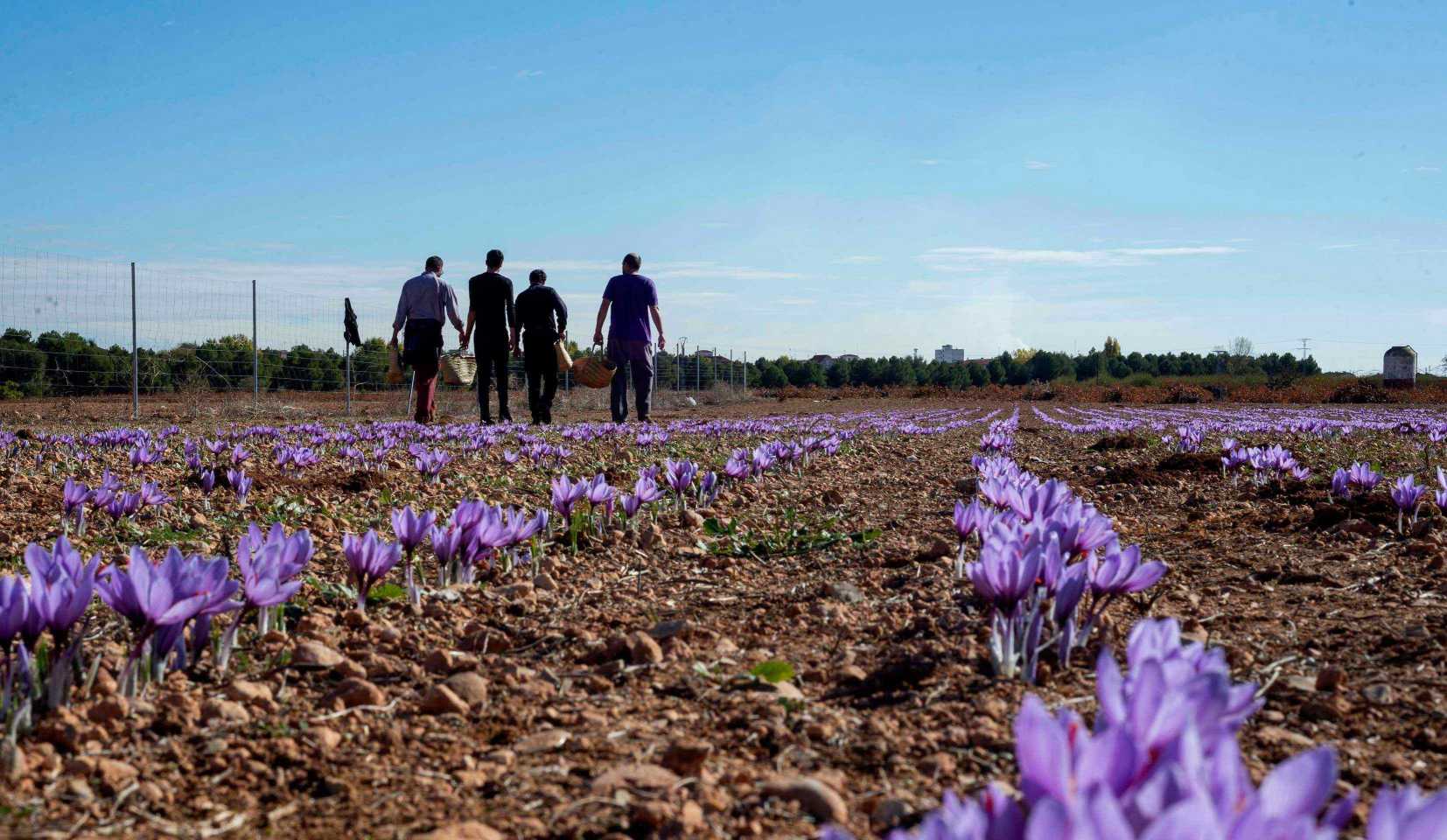 Nace OPAZ, una nueva cooperativa que agrupa a más de 80 productores de azafrán D.O La Mancha