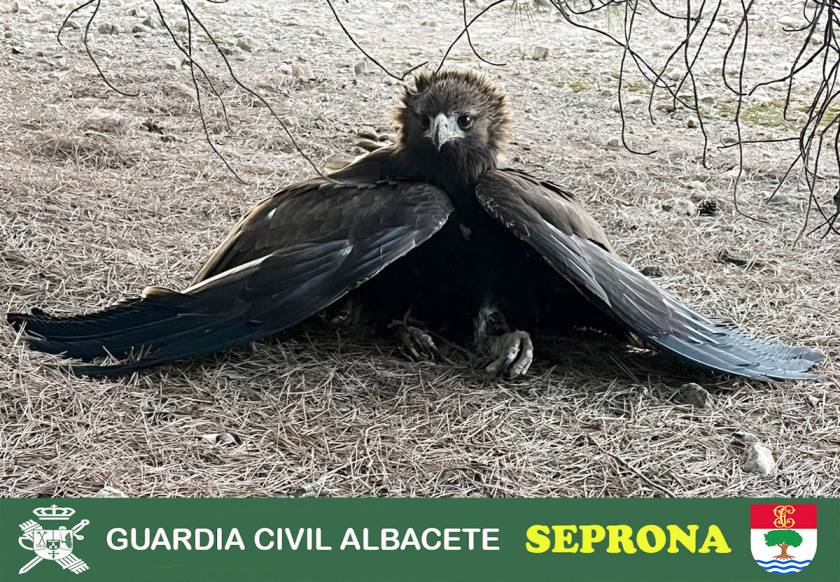 La Guardia Civil de Albacete recupera un joven ejemplar de Águila Real herida