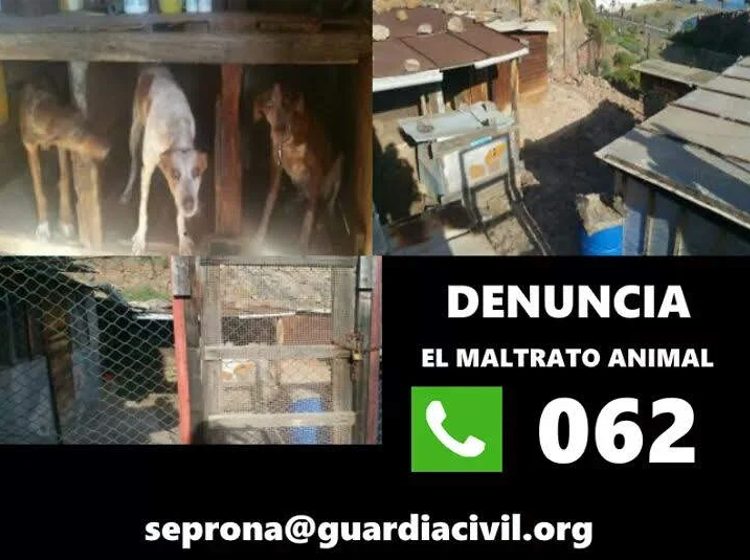 La Guardia Civil detiene a una persona por un delito de maltrato animal tras dar muerte de forma violenta a un perro