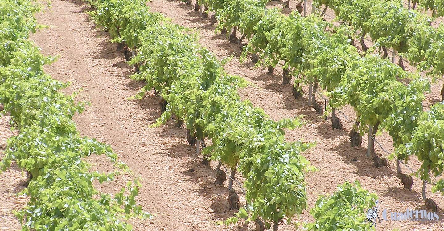 El Gobierno de Castilla-La Mancha ingresará más de 42 millones de euros  a agricultores y agricultoras de Albacete correspondientes al anticipo de la PAC