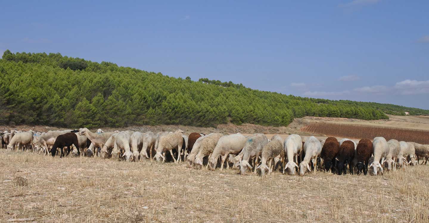 Más de 400 ganaderos de ovino y caprino de la provincia de Ciudad Real han recibido esta semana 2 millones de ayudas para el pastoreo