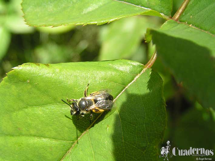 Escarabajos longicornios