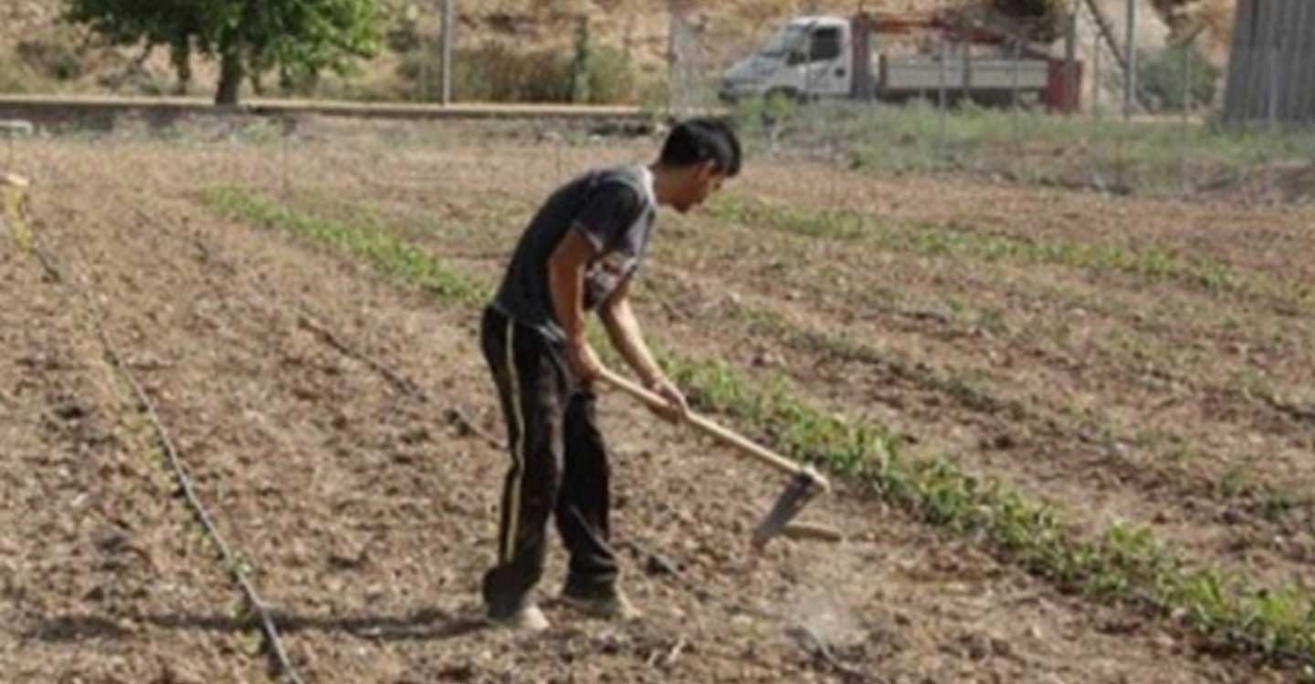 Abierto el plazo para solicitar huertos urbanos ecológicos en Torralba de Calatrava