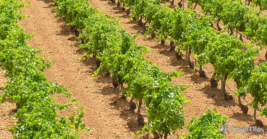 El Gobierno de Castilla-La Mancha abona más de 10,4 millones de euros de la PAC a 25.000 agricultores y ganaderos de Ciudad Real 
