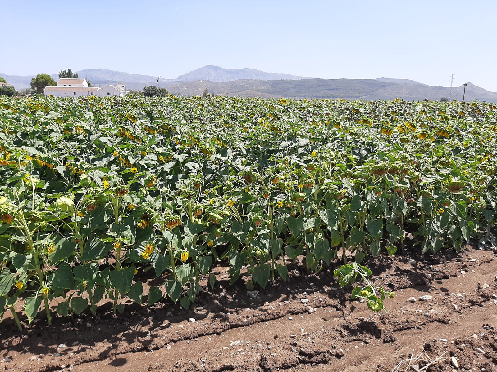 La Asociación Española del Girasol (AEG) informa que la cosecha no será buena tras actualizar datos de superficie sembrada