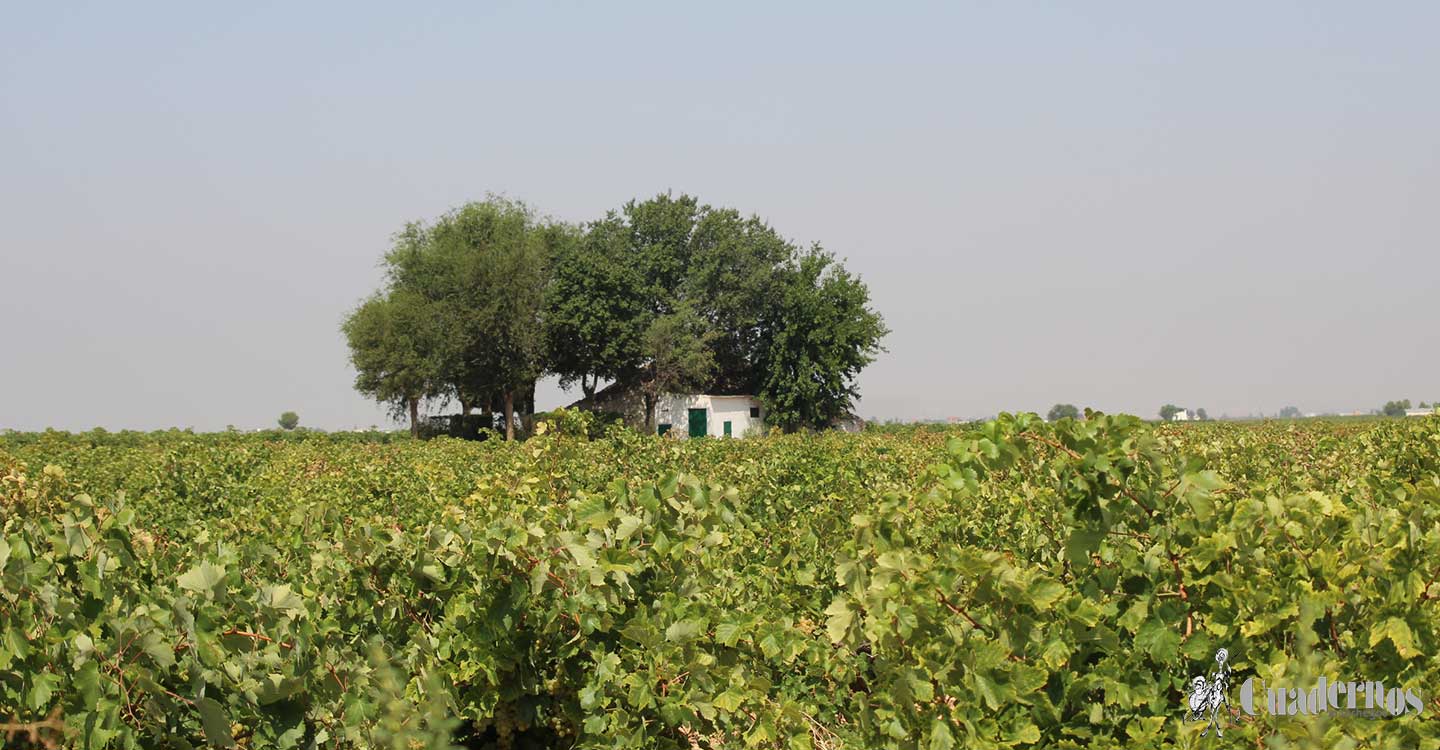 Castilla-La Mancha incrementará un 16 por ciento la financiación para los seguros agrarios en 2022, que alcanzarán los 6,5 millones de euros en total