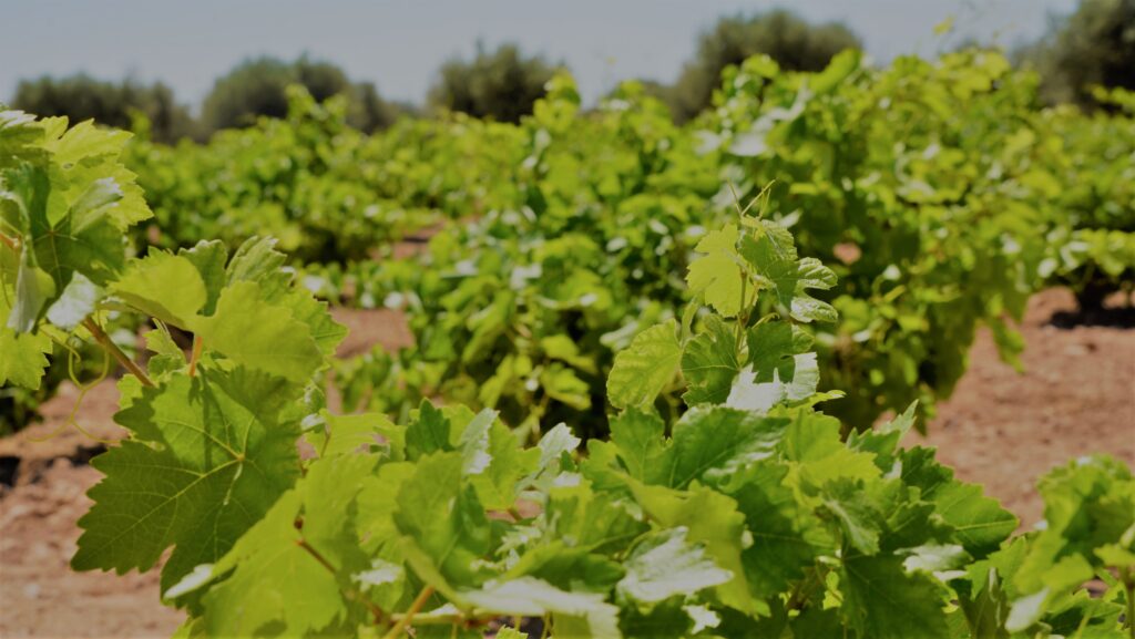 Las altas temperaturas adelantan la floración en los viñedos DO La Mancha