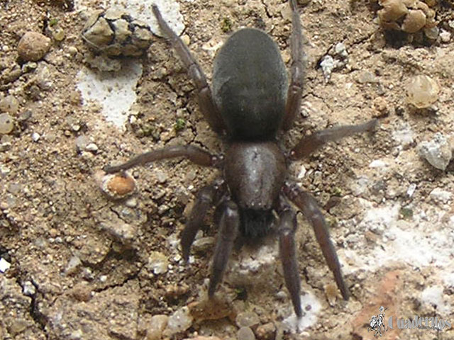 Araña negra de encaje