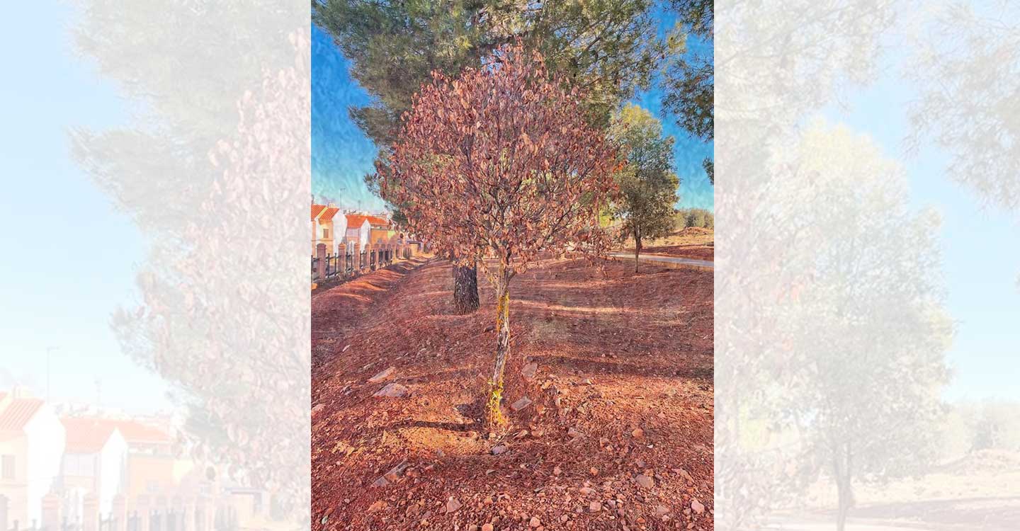 Ecologistas en Acción insta al Ayuntamiento de Valdepeñas a cuidar los árboles jóvenes del municipio, así como a plantar más árboles de sombra en el centro, en lugar de simplemente  reforestar las zonas periurbanas.