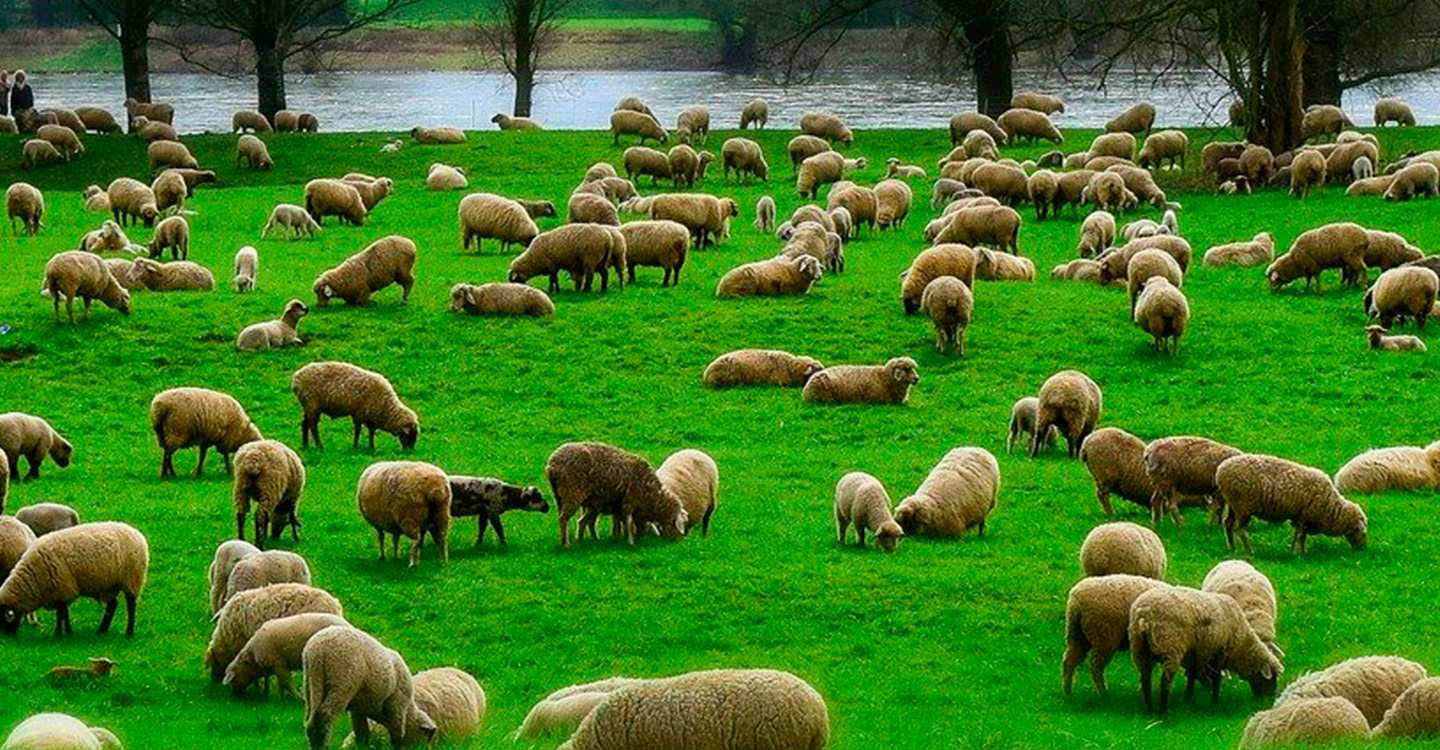 ASAJA Ciudad Real advierte del intento de compras sin precios a los ganaderos de ovino y caprino por el COVID-19
