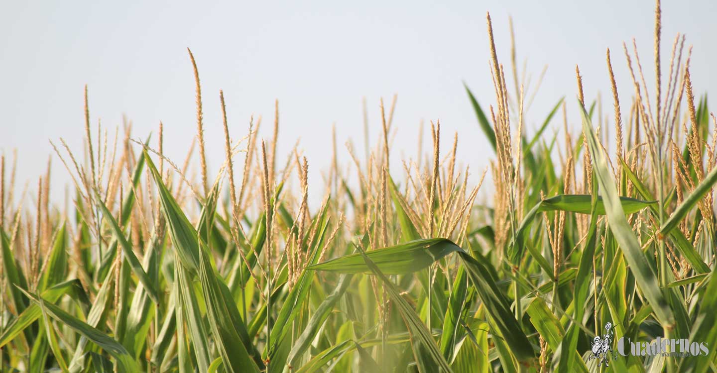 ASAJA Ciudad Real prevé un colapso de mercado si no se importan 12 millones de toneladas de cereal de aquí a mayo