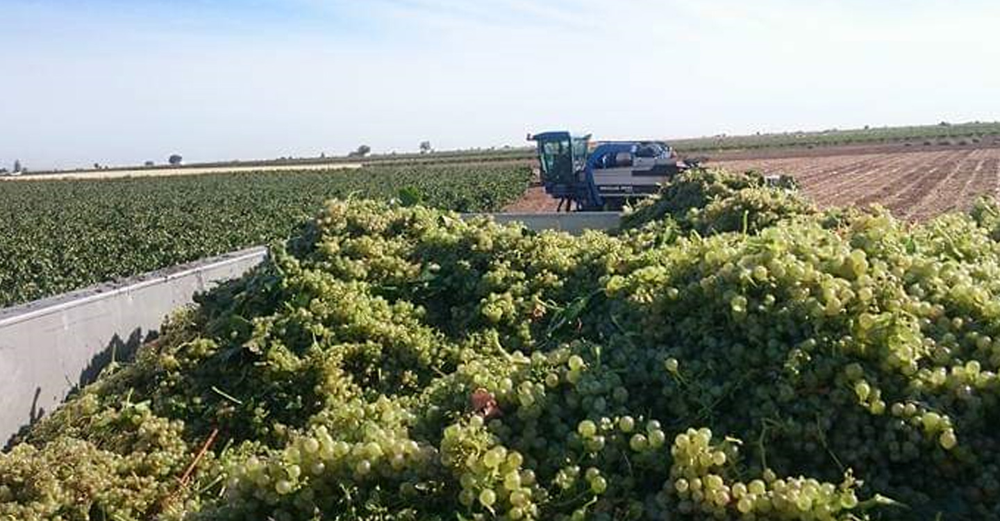 ASAJA Ciudad Real confía en que los precios de la uva suban a medida que avance la vendimia en la región