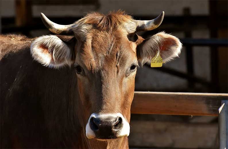 ASAJA Ciudad Real consigue que se vayan a dar ayudas a los ganaderos para reponer animales en su explotación tras un vaciado sanitario y las califica de “imprescindibles”