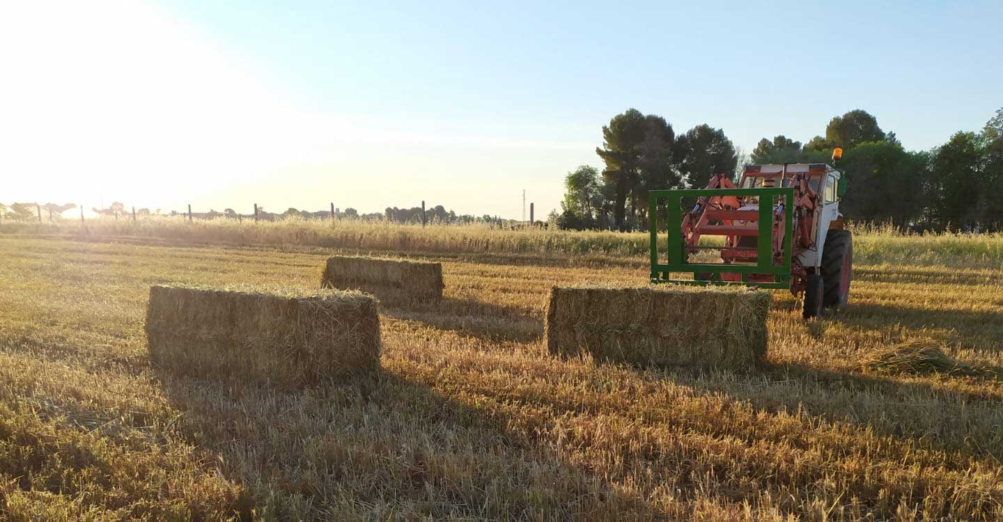 ASAJA Ciudad Real lamenta que la campaña de cereal haya arrancado con precios de hace 32 años