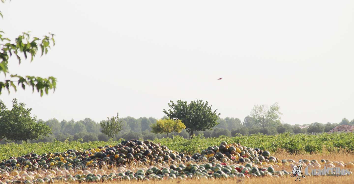 ASAJA Ciudad Real muestra su máxima preocupación ante la posible supresión de la figura del temporero en el campo