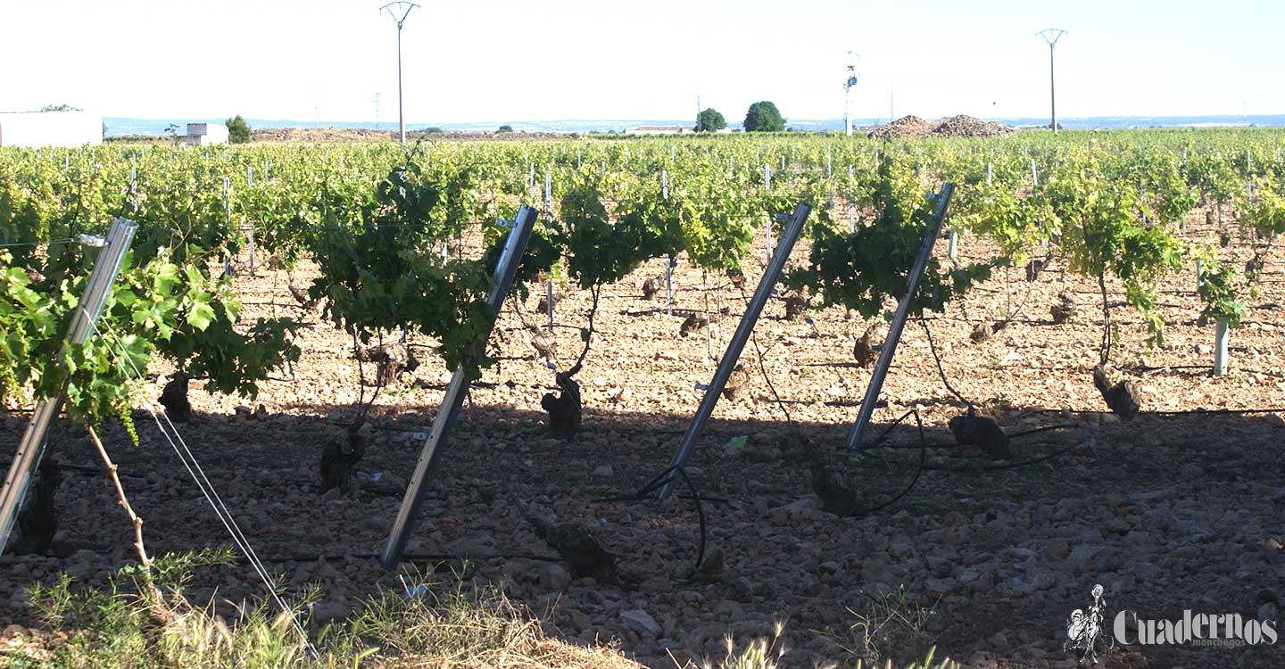 ASAJA Ciudad Real pide no bajar la guardia en materia de prevención frente al COVID-19 en las explotaciones agrícolas y ganaderas