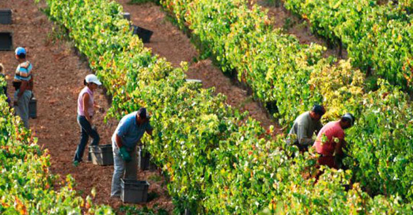 ASAJA Ciudad Real pide que las inspecciones de trabajo en el campo se hagan en las mismas condiciones que en otros sectores