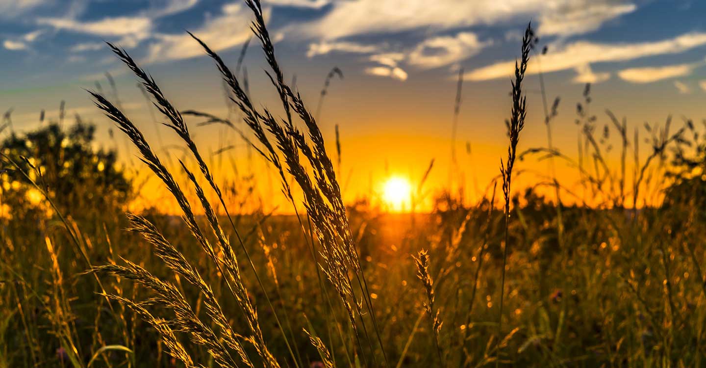 ASAJA Ciudad Real recomienda adecuar siempre que sea posible los horarios de trabajo en el campo teniendo en cuenta las altas temperaturas