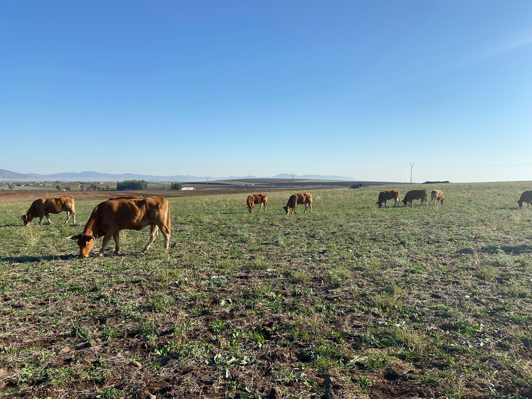 ASAJA Ciudad Real urge a la Consejería a sacar una línea de apoyo directo para los ganaderos afectados por la EHE