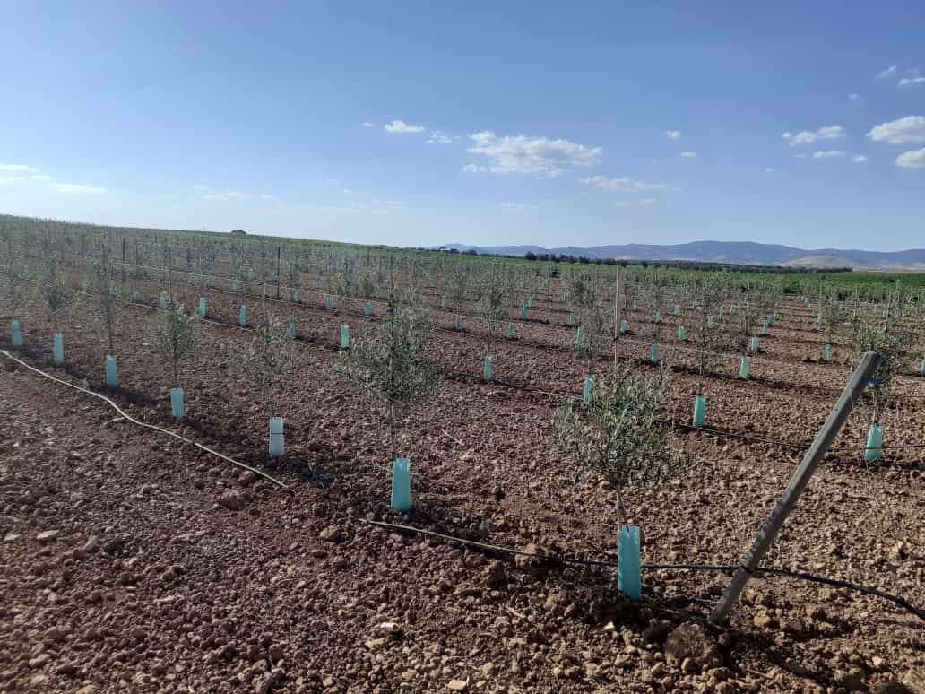 ASAJA Ciudad Real pide a la CHG que dé marcha atrás a los recortes de agua