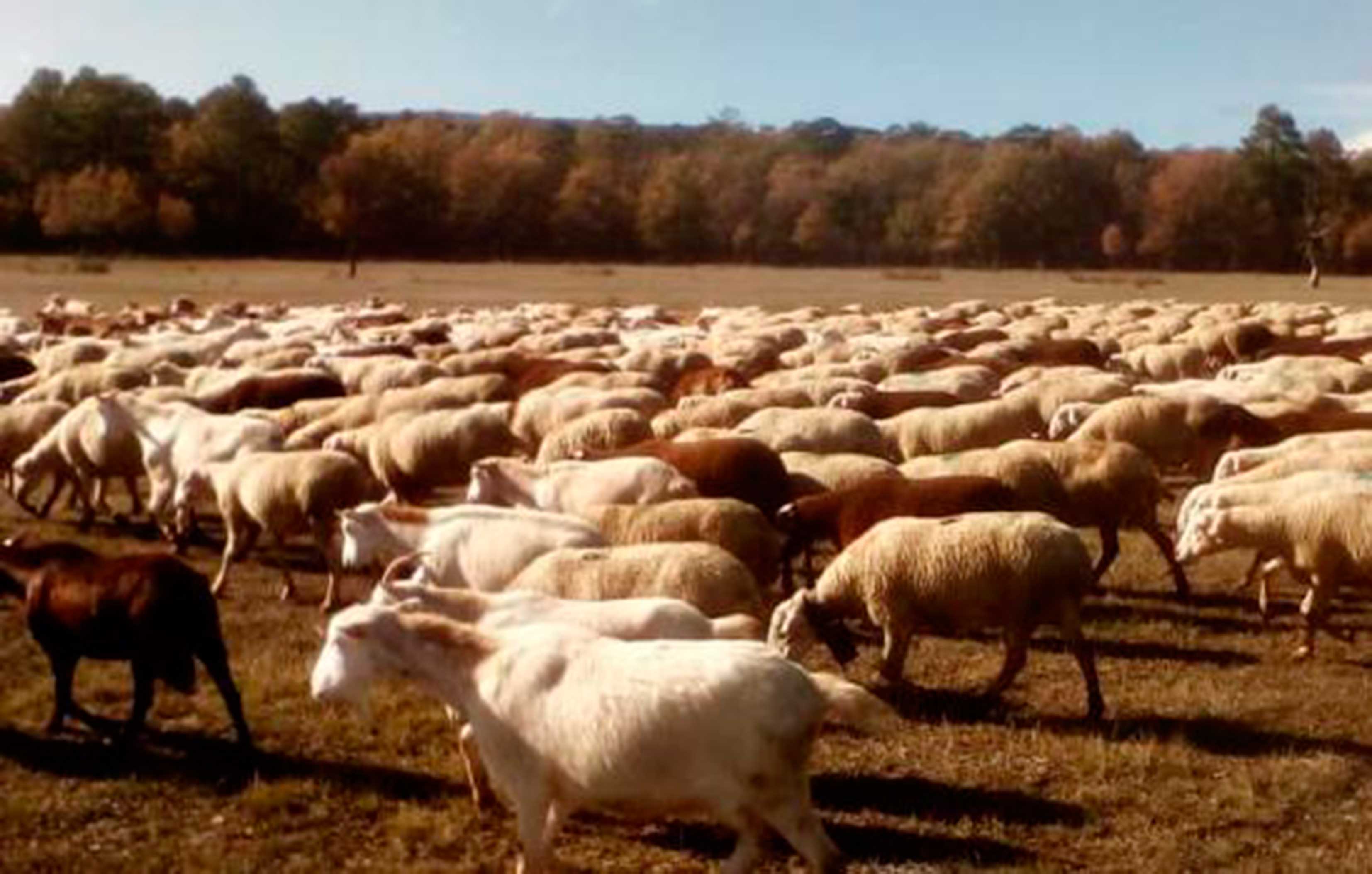 ASAJA Ciudad Real denuncia cómo ciertos compradores de corderos se están aprovechando de la situación límite que viven los ganaderos