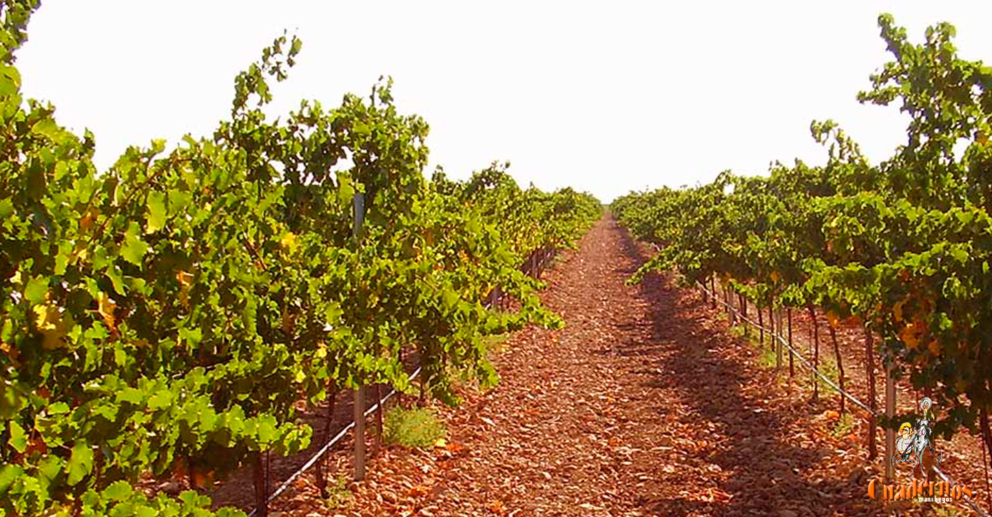 Firmado el convenio colectivo del campo de la provincia de Ciudad Real de 2021, 2022 y 2023 