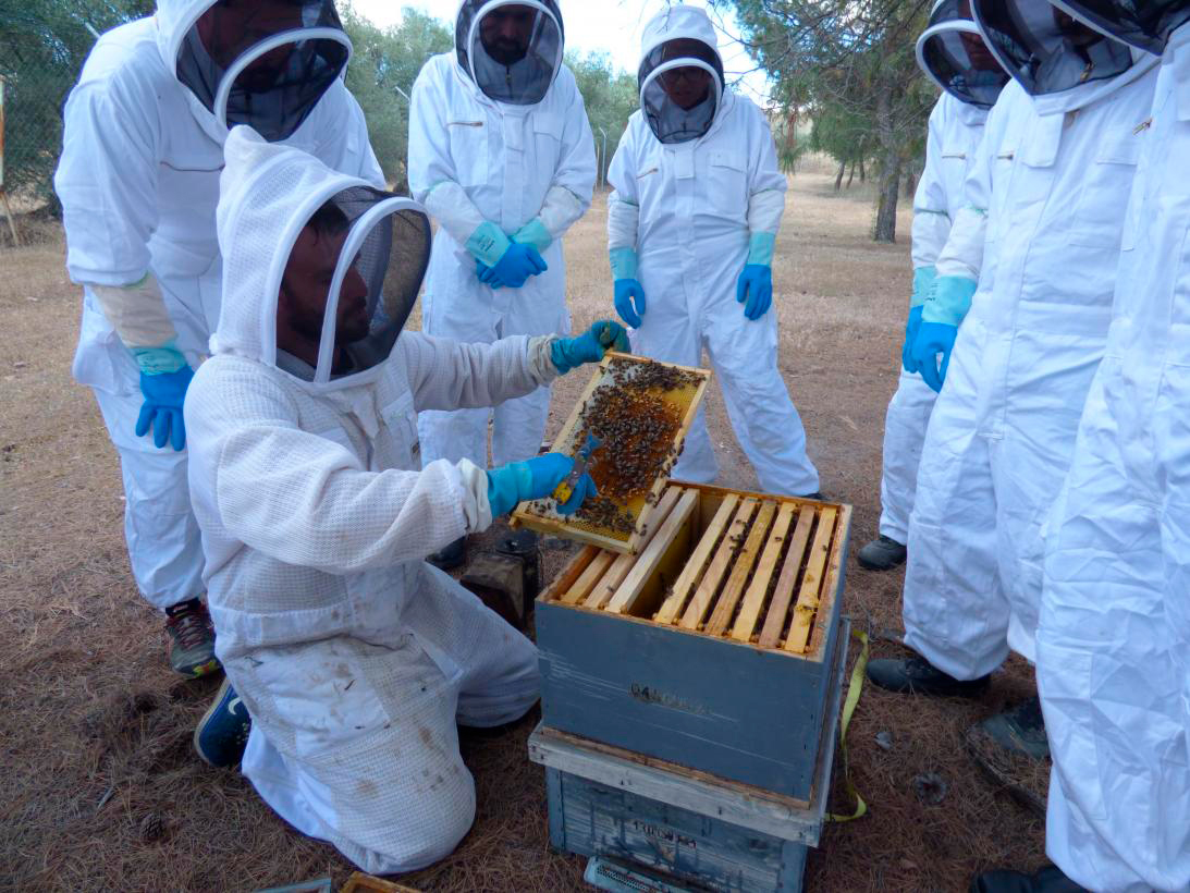 Abonadas las ayudas por importe de más de 539.000 euros a 85 apicultores de la provincia de Ciudad Real  