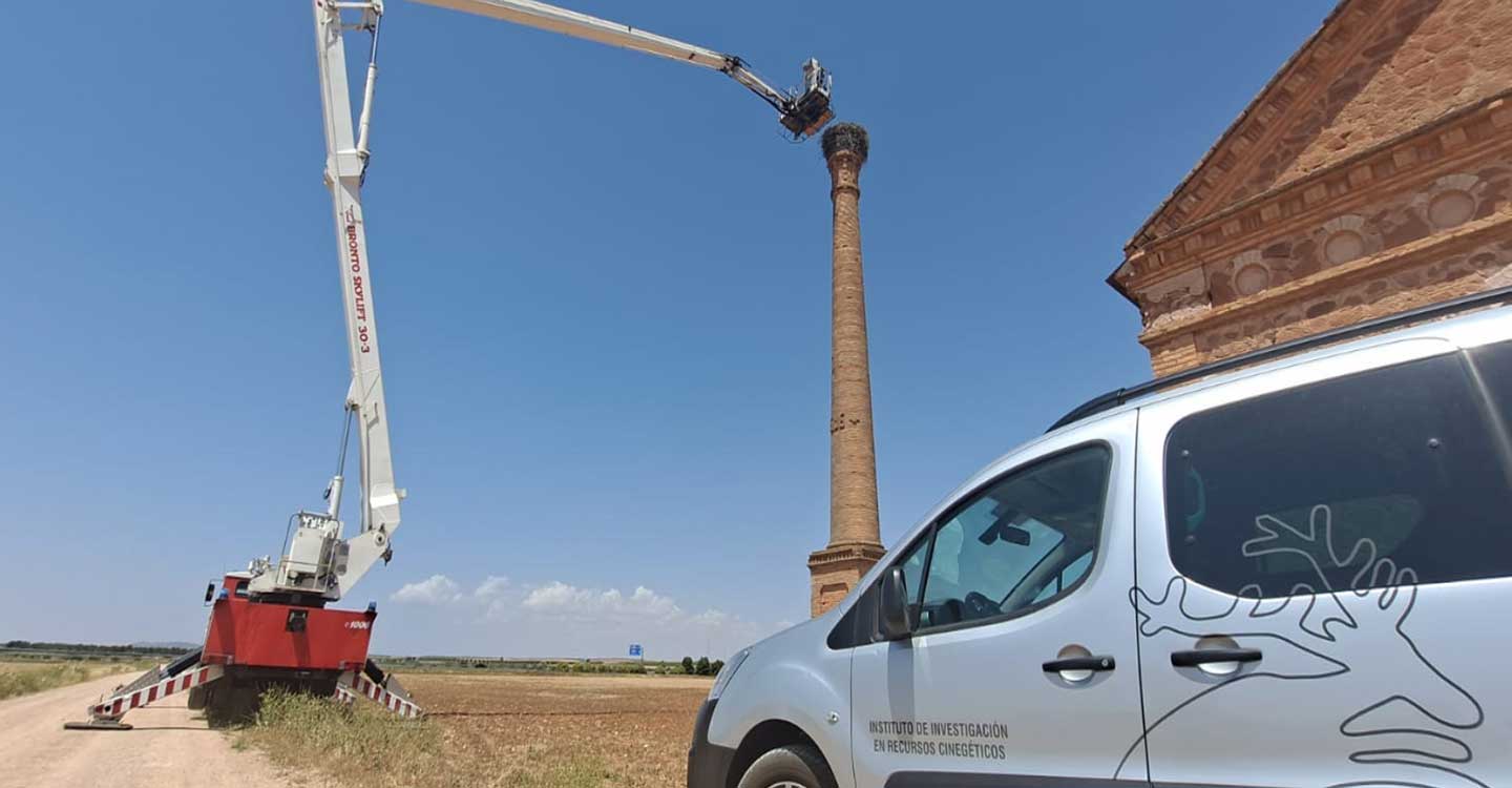 Bomberos de Alcázar de San Juan rescatan un polluelo de cigüeña que estaba atrapado en su propio nido