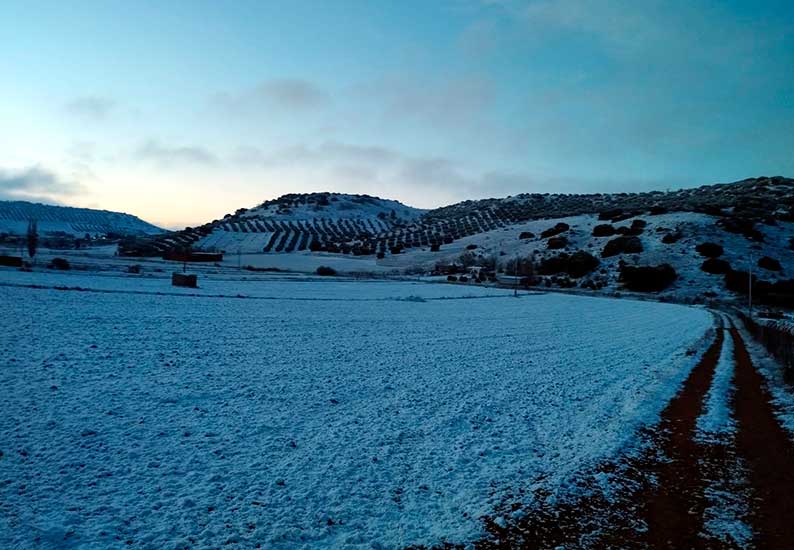 Carrizosa nevado